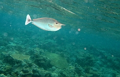 IMG_0546rf_Maldives_Madoogali_House reef_Nason a rostre court ou licorne_Naso brevirostris